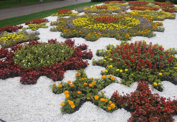 Flower Beds Flowers Including Petunia Marigolds Begonia Coleus Sage Gnafalum — Stock Photo, Image
