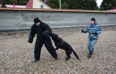 Barnaul, Rusya Federasyonu-Ekim 20, 2017.Russian polis köpeği işleyicileri tren hizmet köpekler