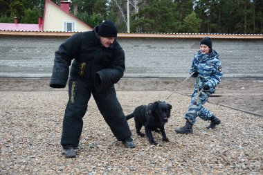 Barnaul, Rusya Federasyonu-Ekim 20, 2017.Russian polis köpeği işleyicileri tren hizmet köpekler