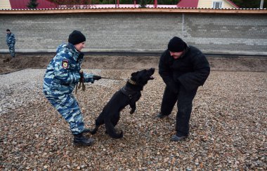 Barnaul, Rusya Federasyonu-Ekim 20, 2017.Russian polis köpeği işleyicileri tren hizmet köpekler