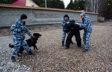 Barnaul, Rusya Federasyonu-Ekim 20, 2017.Russian polis köpeği işleyicileri tren hizmet köpekler