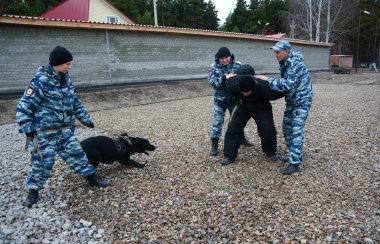 Barnaul, Rusya Federasyonu-Ekim 20, 2017.Russian polis köpeği işleyicileri tren hizmet köpekler