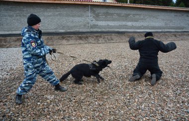 Barnaul, Rusya Federasyonu-Ekim 20, 2017.Russian polis köpeği işleyicileri tren hizmet köpekler