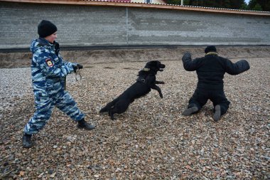 Barnaul, Rusya Federasyonu-Ekim 20, 2017.Russian polis köpeği işleyicileri tren hizmet köpekler
