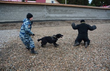 Barnaul, Rusya Federasyonu-Ekim 20, 2017.Russian polis köpeği işleyicileri tren hizmet köpekler