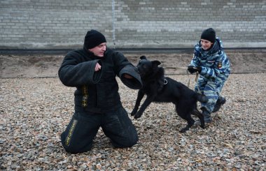 Barnaul, Rusya Federasyonu-Ekim 20, 2017.Russian polis köpeği işleyicileri tren hizmet köpekler
