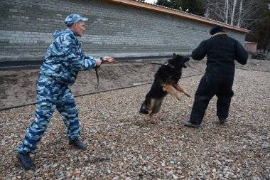 Barnaul, Rusya Federasyonu-Ekim 20, 2017.Russian polis köpeği işleyicileri tren hizmet köpekler