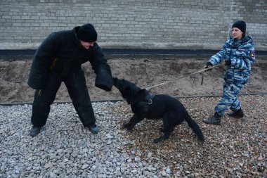 Barnaul, Rusya Federasyonu-Ekim 20, 2017.Russian polis köpeği işleyicileri tren hizmet köpekler