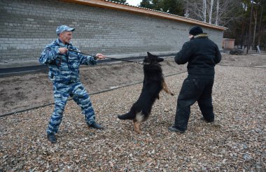 Barnaul, Rusya Federasyonu-Ekim 20, 2017.Russian polis köpeği işleyicileri tren hizmet köpekler