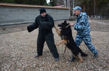 Barnaul, Rusya Federasyonu-Ekim 20, 2017.Russian polis köpeği işleyicileri tren hizmet köpekler