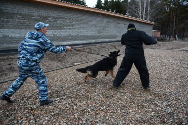 Barnaul, Rusya Federasyonu-Ekim 20, 2017.Russian polis köpeği işleyicileri tren hizmet köpekler