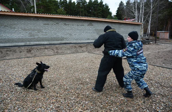 Barnaul, Rusya Federasyonu-Ekim 20, 2017.Russian polis köpeği işleyicileri tren hizmet köpekler