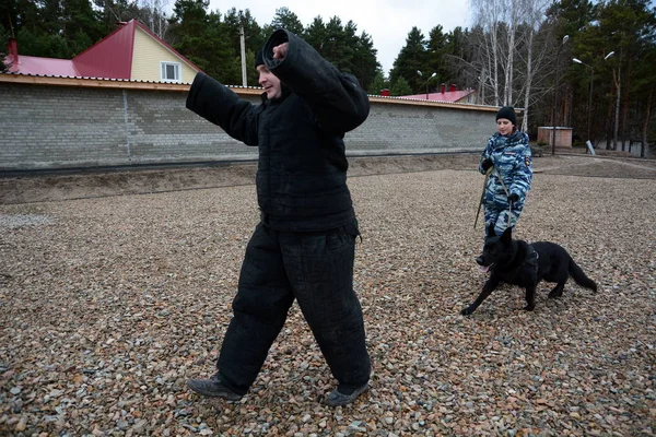 Barnaul, Rusya Federasyonu-Ekim 20, 2017.Russian polis köpeği işleyicileri tren hizmet köpekler
