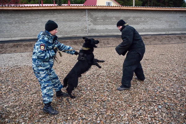 Barnaul, Rusya Federasyonu-Ekim 20, 2017.Russian polis köpeği işleyicileri tren hizmet köpekler