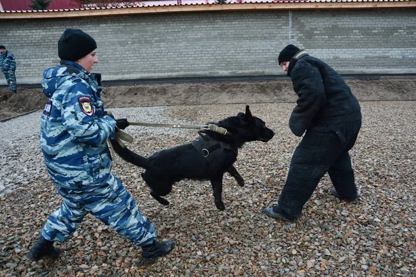 Barnaul, Rusya Federasyonu-Ekim 20, 2017.Russian polis köpeği işleyicileri tren hizmet köpekler