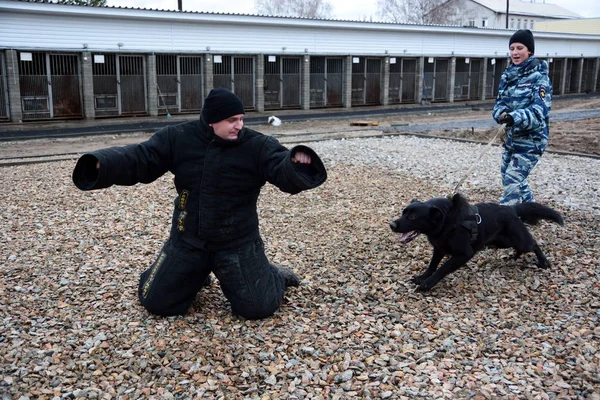 Barnaul, Rusya Federasyonu-Ekim 20, 2017.Russian polis köpeği işleyicileri tren hizmet köpekler
