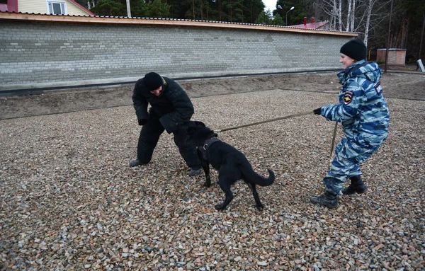 Barnaul, Rusya Federasyonu-Ekim 20, 2017.Russian polis köpeği işleyicileri tren hizmet köpekler