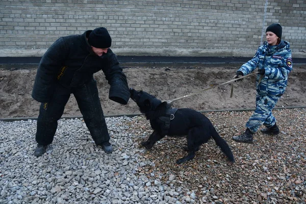 Barnaul, Rusya Federasyonu-Ekim 20, 2017.Russian polis köpeği işleyicileri tren hizmet köpekler