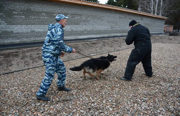 Barnaul, Rusya Federasyonu-Ekim 20, 2017.Russian polis köpeği işleyicileri tren hizmet köpekler