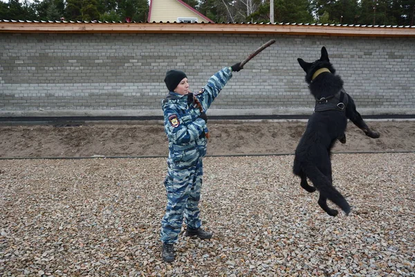 Barnaul, Rusya Federasyonu-Ekim 20, 2017.Russian polis köpeği işleyicileri tren hizmet köpekler