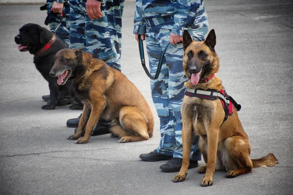 Barnaul,Rusya-Mayıs 18, 2019.Köpekleri ile polis köpek işleyicileri