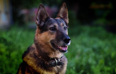 Alman çoban sahibini bekliyor yerde oturuyor