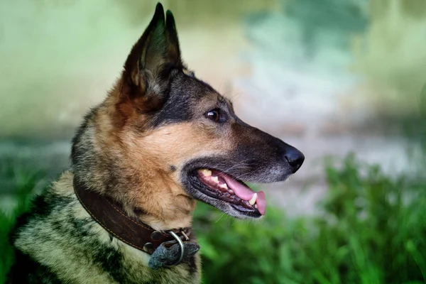 German Shepherd Sitting Ground Waiting Owner — Stock Photo, Image