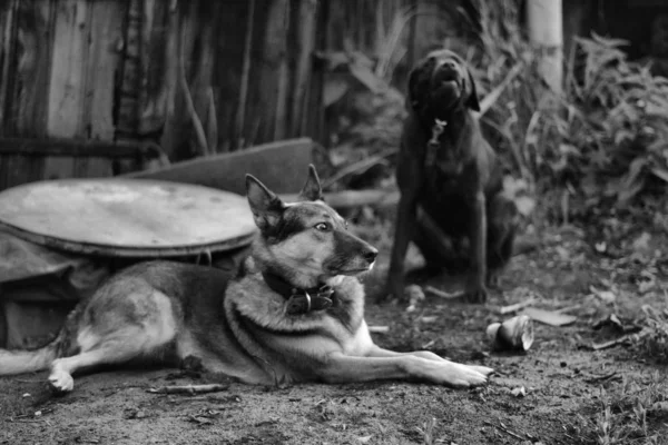 Schäferhund Sitzt Auf Dem Boden Und Wartet Auf Den Besitzer — Stockfoto