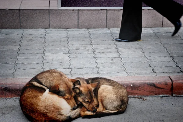 Två Hundar Mongrels Ligga Trottoaren Och Människor Passerar Genom — Stockfoto