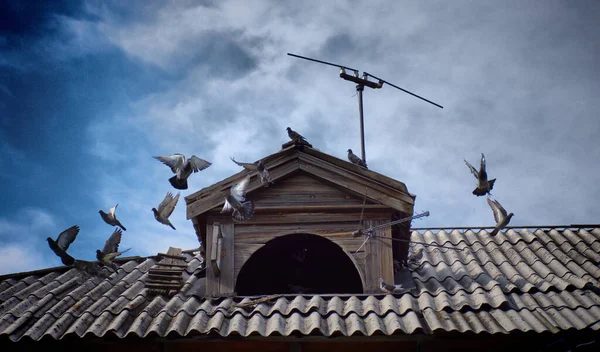 Rusya 'daki eski bir evin çatısında güvercinler uçar.
