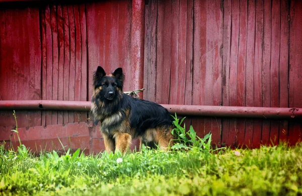 Barnaul Oroszország 2020 Július Bűnözők Házőrző Kutyák Segítségével Történő Fogva — Stock Fotó