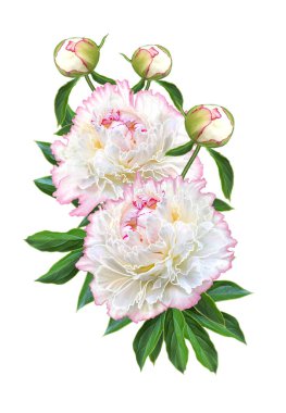 Çiçek kompozisyon. İhale beyaz pembe peonies, pastel gül, yeşil yaprakları bir buket. Beyaz arka plan üzerinde izole.
