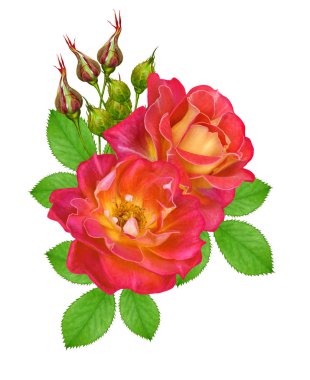 Çiçek kompozisyon. Parlak güzel kırmızı sarı gül buketi, yeşil yaprakları. Beyaz arka plan üzerinde izole.