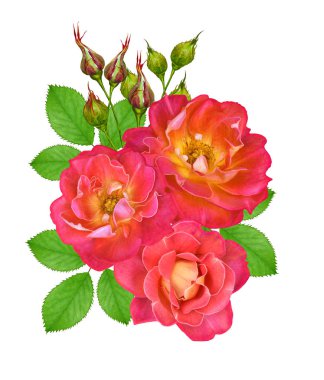 Çiçek kompozisyon. Parlak güzel kırmızı sarı gül buketi, yeşil yaprakları. Beyaz arka plan üzerinde izole.
