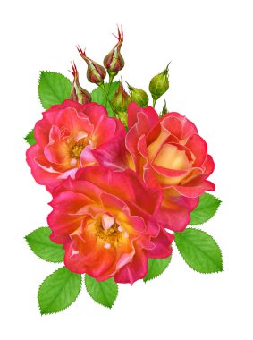 Çiçek kompozisyon. Parlak güzel kırmızı sarı gül buketi, yeşil yaprakları. Beyaz arka plan üzerinde izole.