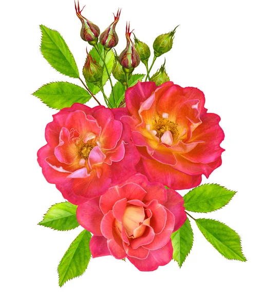 Çiçek kompozisyon. Parlak güzel kırmızı sarı gül buketi, yeşil yaprakları. Beyaz arka plan üzerinde izole.