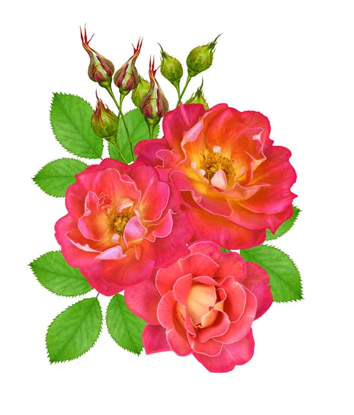 Çiçek kompozisyon. Parlak güzel kırmızı sarı gül buketi, yeşil yaprakları. Beyaz arka plan üzerinde izole.