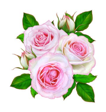 Çiçek kompozisyon. Narin pembe güller, tomurcukları, yeşil yaprakları bir buket. Beyaz arka plan üzerinde izole.
