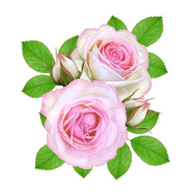 Çiçek kompozisyon. Narin pembe güller, tomurcukları, yeşil yaprakları bir buket. Beyaz arka plan üzerinde izole.