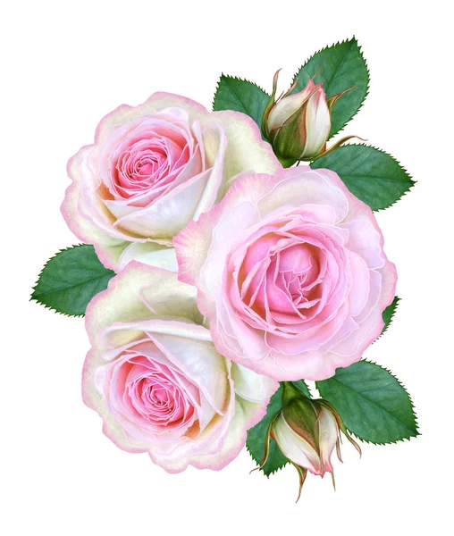 Composição Flor Buquê Rosas Rosa Delicadas Botões Folhas Verdes Isolado — Fotografia de Stock