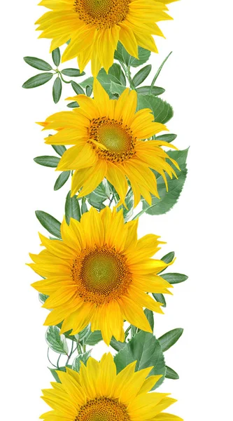 Floral Seamless Pattern Vertical Border Garland Sunflowers Green Leaves Bright — Stock Photo, Image