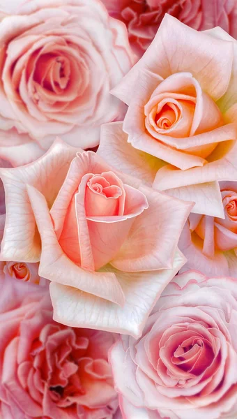 Vintage Zaproszenia Różowy Odcień Delikatny Róż Elementy Paisley Perła Koronki — Zdjęcie stockowe