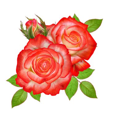 Çiçek kompozisyon. Parlak güzel kırmızı sarı gül buketi, yeşil yaprakları. Beyaz arka plan üzerinde izole.