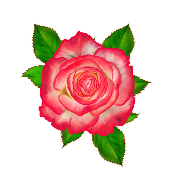 Composition Des Fleurs Bouquet Belles Roses Jaunes Rouges Vives Feuilles — Photo