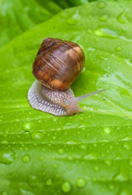 büyük salyangoz su damlaları bir yağmur dan sonra parlak yeşil bir yaprak üzerinde oturur.