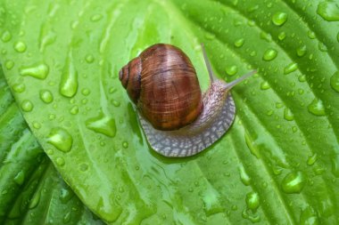 büyük salyangoz su damlaları bir yağmur dan sonra parlak yeşil bir yaprak üzerinde oturur.