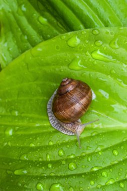 büyük salyangoz su damlaları bir yağmur dan sonra parlak yeşil bir yaprak üzerinde oturur.