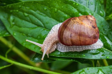 büyük salyangoz su damlaları bir yağmur dan sonra parlak yeşil bir yaprak üzerinde oturur.