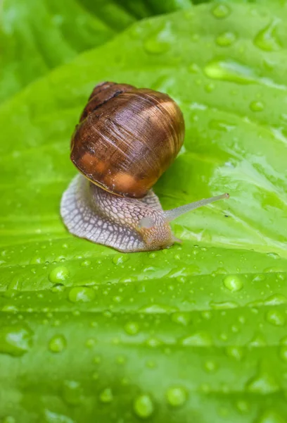 büyük salyangoz su damlaları bir yağmur dan sonra parlak yeşil bir yaprak üzerinde oturur.