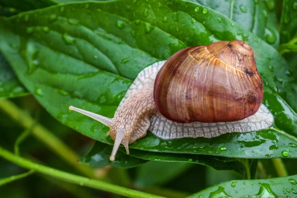 büyük salyangoz su damlaları bir yağmur dan sonra parlak yeşil bir yaprak üzerinde oturur.